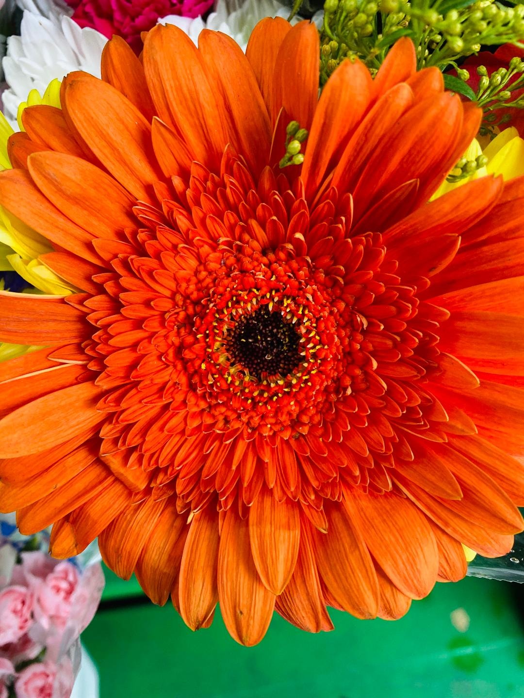 Vibrant flower — Art Pix Blog